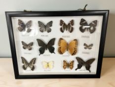 A montage of butterfly specimens, 33 cm x 43 cm.