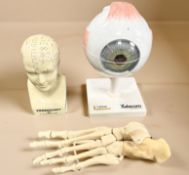 A reproduction L N Fowler phrenology head, height 16 cm,