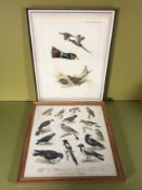 Two ornithological colour prints, each approx.