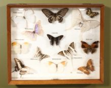 A case of butterfly specimens, 48 cm x 40 cm.