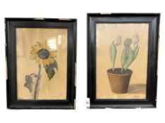 Danish School : A pair of watercolour drawings depicting flowers, each approx. 22 cm x 32 cm.