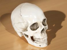 A life size composition skull