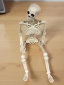 A life size composition child's skeleton