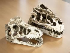 Two composition dinosaur skulls, length 15 cm.