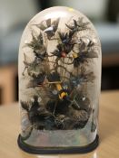 A large Victorian display of taxidermy birds on naturalistic tree branch setting,
