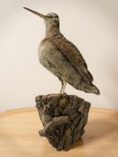 A taxidermy snipe standing on naturalistic tree branch perch, overall 35 cm high.