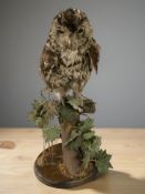 A taxidermy tawny owl on naturalistic perch, height 46 cm.