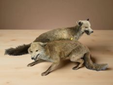 Two taxidermy full-mount foxes, each approximately 89 cm long.