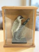 A taxidermy European green woodpecker on naturalistic branch perch,