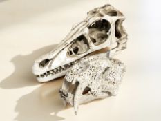 A replica velociraptor skull and sabre toothed cat skull.