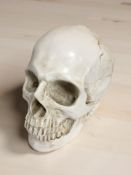 A life size composition model human skull.