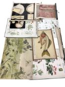 A group of rolled/un-framed educational posters including insets, plants,