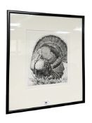 Charles Frederick Tunnicliffe (1901-1979) : Study of a Turkey, etching, with full margins,