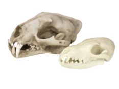 Two composition replica animal skulls, wolf and fox.