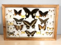 A glazed pine montage of butterfly specimens, 30 cm x 45 cm.