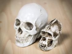 A replica composition life size human skull, and a smaller gorilla skull.