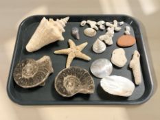 A group of sea shells, star fish, coral,