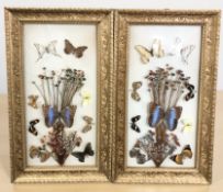 A pair of glazed montages of butterflies and dried flowers in decorative gilt frames,