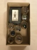 A group of insects encased in resin.