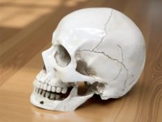 A life size composition human skull