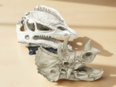 Two replica composition Dinosaur skulls of a triceratops and Dilophosaurus