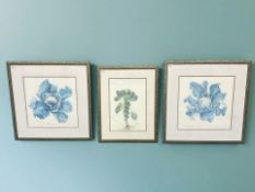 After Elizabeth Cameron (British, 1915 - 2008) : Cauliflower - Brassica oleracea var.