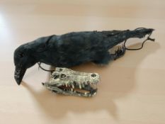 A replica composition alligator skull, length 14 cm, together with a decoy hanging crow.
