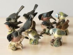 Eleven Beswick birds to include whitethroat, bluetit, goldcrest, bullfinch, chaffinch, grey wagtail,