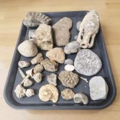 A group of fossils including ammonite specimens,
