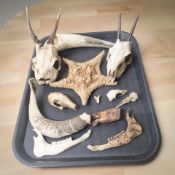 A group of animal skulls, starfish, horns, etc.