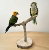 A taxidermy Sun Conure and Monk Parakeet, on naturalistic wooden perch,