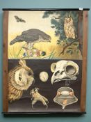 An early 20th century German educational lithographic poster by Jung Koch Quentell, 82 cm x 113 cm.