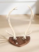 A pair of nine point deer antlers on wooden plaque.