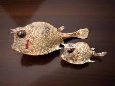 Two taxidermy longhorn cowfish, longest 14 cm.