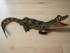 A taxidermy juvenile American alligator,