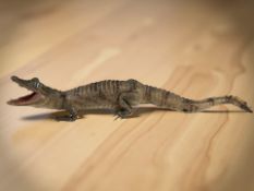 A taxidermy juvenile American alligator,