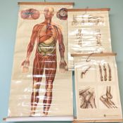 Three 20th century pull-down educational anatomical lithographic posters,