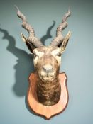 A taxidermy black buck head mount on wooden shield, approximately 64 cm H x 35 cm D from the wall.