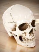 A life size composition replica human skull.