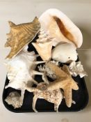 A group of sea shells, a preserved starfish, etc.