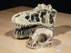 A scale model composition dinosaur skull, length 16 cm, and a further cat skull.