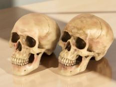 A pair of composition human skulls, height 10 cm.
