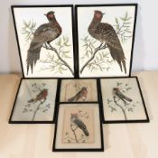 Six bird feather pictures, the largest 50 cm x 37 cm.