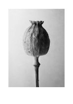 Richard Foster (b.1962) Poppy Signed and dated R Foster/26/082/25 (to reverse) Photographic Print on