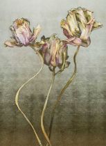 Φ Kim Knott (Contemporary) Tulipa La Belle Époque Signed and numbered Kim Knott 1/10 (to verso)