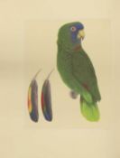 BUTTERWORTH, Elizabeth (ill); LOW, Rosemary: Amazon Parrots.