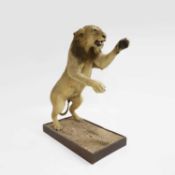 Taxidermy: A full mount of a standing lion (Panthera leo),