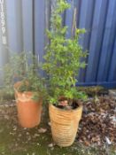 Two terracotta garden pots,