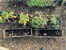 Two cast iron planters,