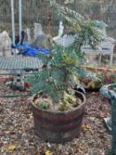 Two wood bound planters,